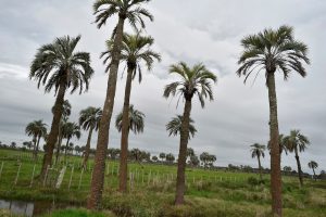 La intendencia de Rocha prohibió el ingreso de palmeras como medida de prevención del picudo rojo