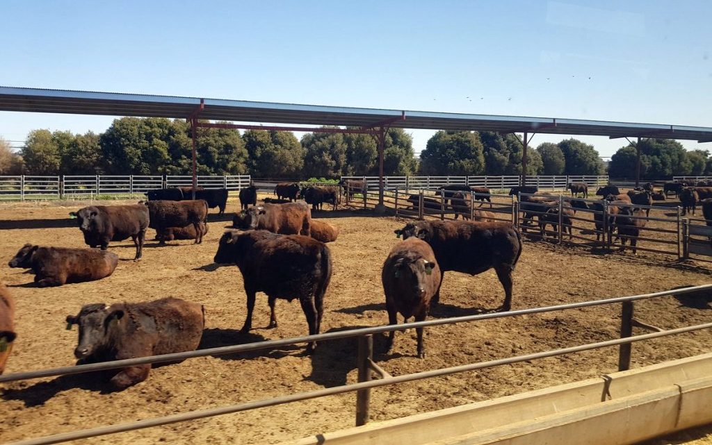 Foro Mundial Angus marcó “fuerte tendencia” en marmoleo de carne; Uruguay no tiene una “tabla oficial” de clasificación