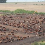 Domenech: “El equilibrio del corral hoy está en torno a los 4,95 dólares por kilo”