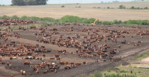 Domenech: “El equilibrio del corral hoy está en torno a los 4,95 dólares por kilo”