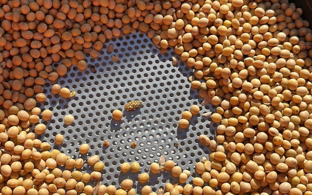 Calidad de soja es “buenísima”; humedad en 13,3%, grano dañado por debajo de 3% y materia extraña en 1%