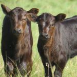 Dos años consecutivos con más de 80% de preñez: “El manejo empieza a independizar del clima”