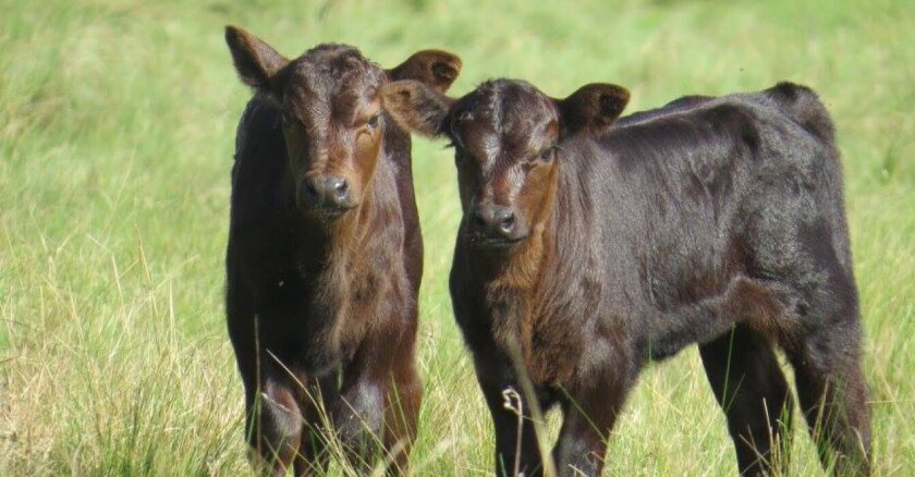 Dos años consecutivos con más de 80% de preñez: “El manejo empieza a independizar del clima”