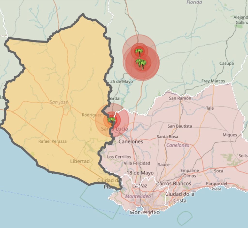 La app uruguaya que busca localizar el recorrido del picudo rojo, palmera a palmera