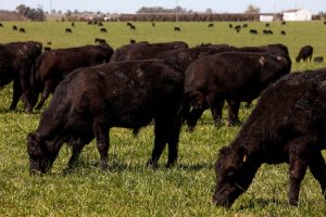 Fuerte rechazo a la decisión de Fratti sobre exportación de ganado en pié