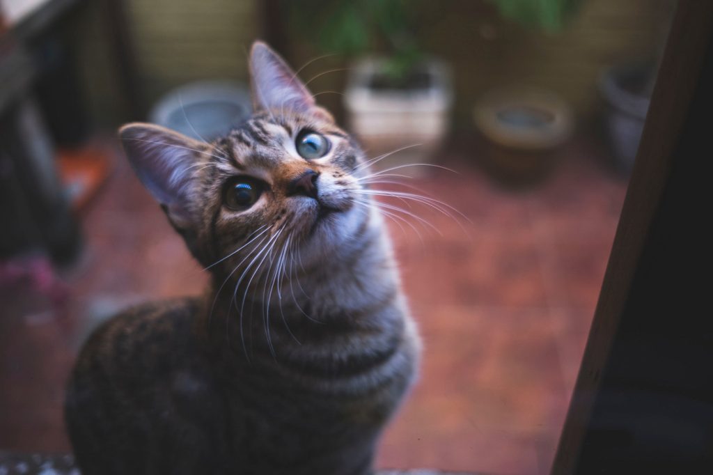 Vecinos alertan por ola de desapariciones de perros y gatos en San Carlos