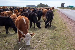 Productores rechazan limitaciones a la exportación de ganado en pié
