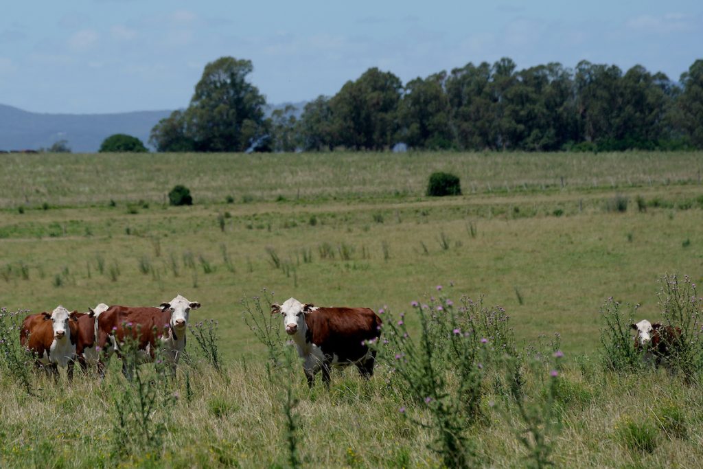 El procreo en Uruguay mejoró notoriamente en las últimas décadas