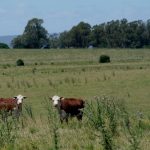 El procreo en Uruguay mejoró notoriamente en las últimas décadas