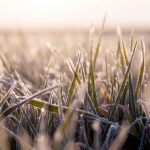 Productores reclaman tarifas eléctricas diferenciales ante el impacto del frío en los cultivos Productores reclaman tarifas eléctricas diferenciales ante el impacto del frío en los cultivos