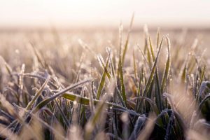 Productores reclaman tarifas eléctricas diferenciales ante el impacto del frío en los cultivos