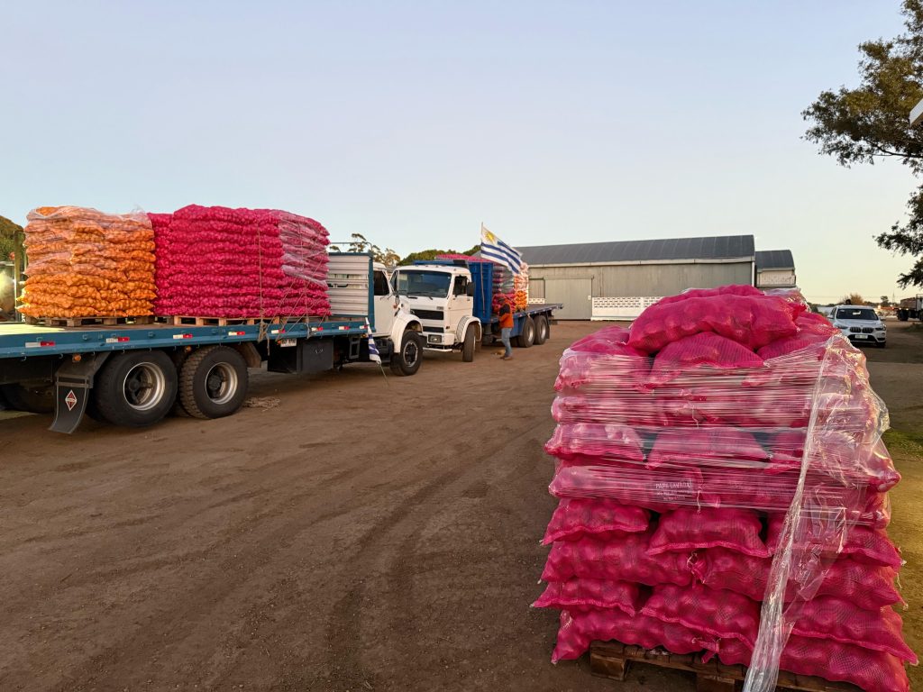 Productores donan 60 toneladas de papa en el marco de la alerta roja por frío