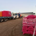 Productores donan 60 toneladas de papa en el marco de la alerta roja por frío