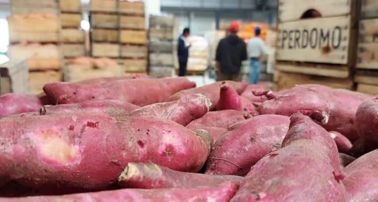 ¿Qué comemos hoy?: La UAM recomienda el consumo de boniato, naranja, repollo, espinaca, mani, nabo, mandarina y pomelo