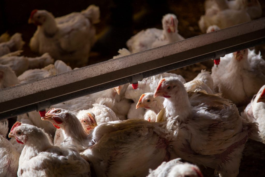 Cupra niega “la peor crisis en 30 años”, asegura que no hay desabastecimiento de pollo y responsabiliza a carniceros y distribuidores por los precios altos