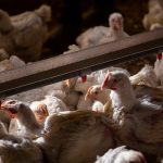 Cupra niega “la peor crisis en 30 años”, asegura que no hay desabastecimiento de pollo y responsabiliza a carniceros y distribuidores por los precios altos