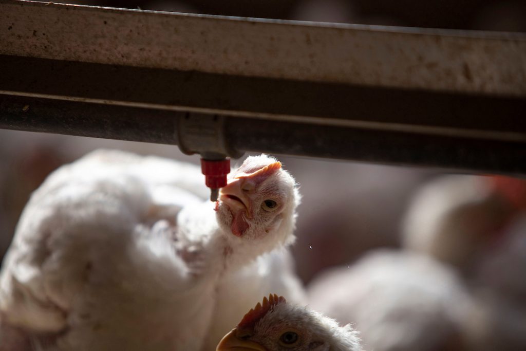 Distribuidores: desabastecimiento de pollo sería la más crítica en 30 años