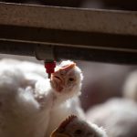 Distribuidores: desabastecimiento de pollo sería la más crítica en 30 años