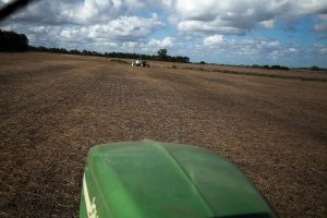 Cae el área de cultivo en invierno