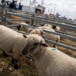 Canelones: le robaron 62 ovejas a una productora rural en Los Cerrillos