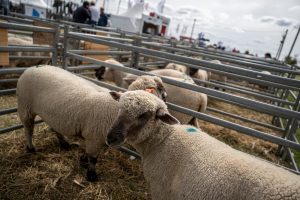Canelones: le robaron 62 ovejas a una productora rural en Los Cerrillos
