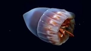 Expedición al fondo de nuestro mar: Cómo será  y qué espera encontrar el proyecto Uruguay Sub200