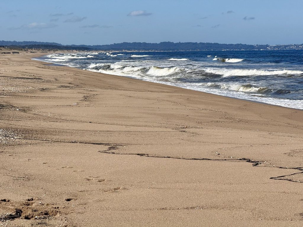 Derrame de hidrocarburos preocupa en Maldonado: Más de un kilómetro y medio de playas afectadas Derrame de hidrocarburos preocupa en Maldonado: Más de un kilómetro y medio de playas afectadas