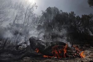La ola de incendios y calor que afecta a Europa provoca pérdidas millonarias y numerosos muertos