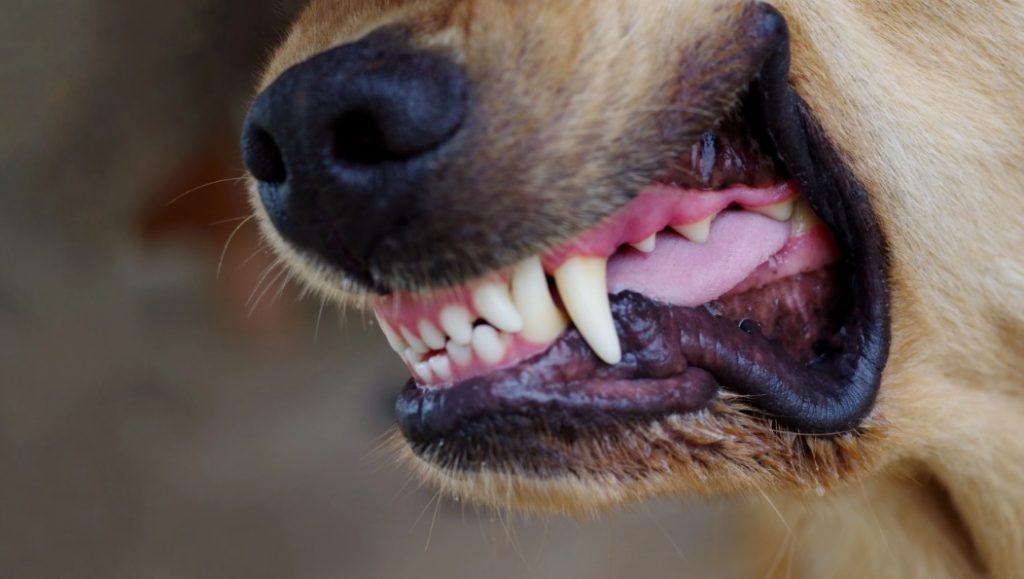 Ataques de perros en Rivera reavivan debate sobre tenencia responsable