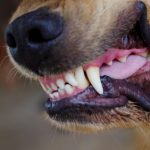Ataques de perros en Rivera reavivan debate sobre tenencia responsable