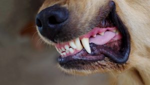 Ataques de perros en Rivera reavivan debate sobre tenencia responsable