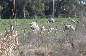 Federación Rural reclamó medidas “urgentes y efectivas” antes nuevos casos de abigeato en el interior del país