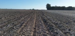 La soja repunta en el mercado pero la abundante oferta global limita el techo de precios