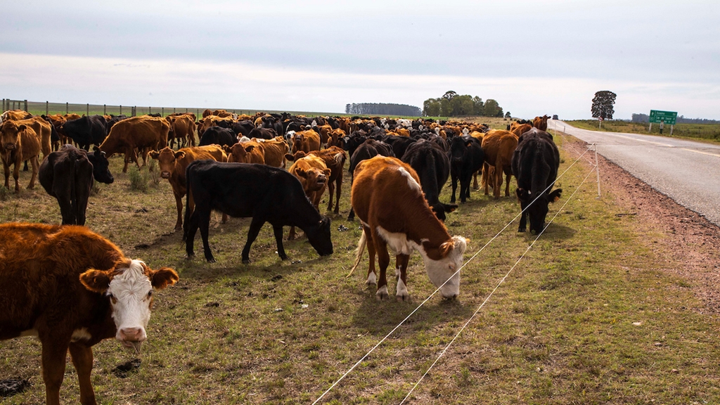 Firmes los precios de la reposición