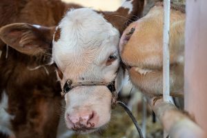 Récord de producción de terneros