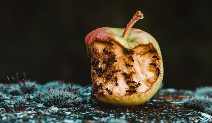 Mitos y verdades sobre el desperdicio de alimentos