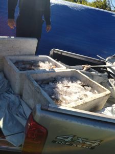 Policía de Cerro Largo desarticuló campamento con diez redes y más de 300 kg de mercadería vinculada a pesca ilegal en arroyo Fraile Muerto