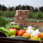 FoodRise: Un programa para acelerar la innovación en alimentos