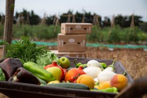 FoodRise: Un programa para acelerar la innovación en alimentos