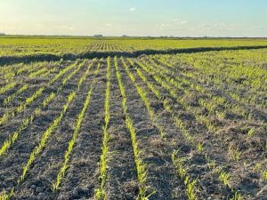 Mercados, lechería, zafra de reproductores y más: el Valor Agregado de este martes