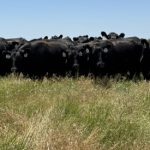 “La ganadería es la vedette del agronegocio” “La ganadería es la vedette del agronegocio”