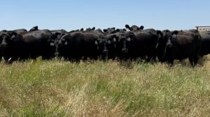 “La ganadería es la vedette del agronegocio”