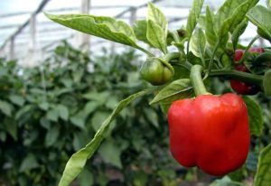 La hortifruticultura mueve 1.500 millones de dólares y emplea a más de 60.000 personas en Uruguay