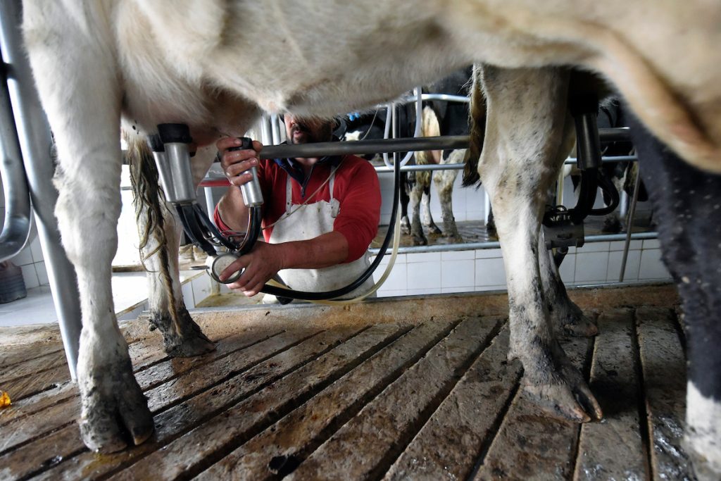 Suben las pérdidas de los productores de Conaprole por las medidas del sindicato