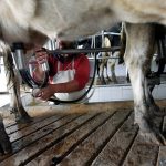 Suben las pérdidas de los productores de Conaprole por las medidas del sindicato
