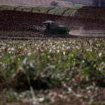 Las lluvias son bienvenidas para la ganadería