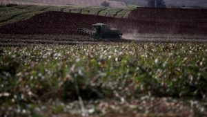 Las lluvias son bienvenidas para la ganadería