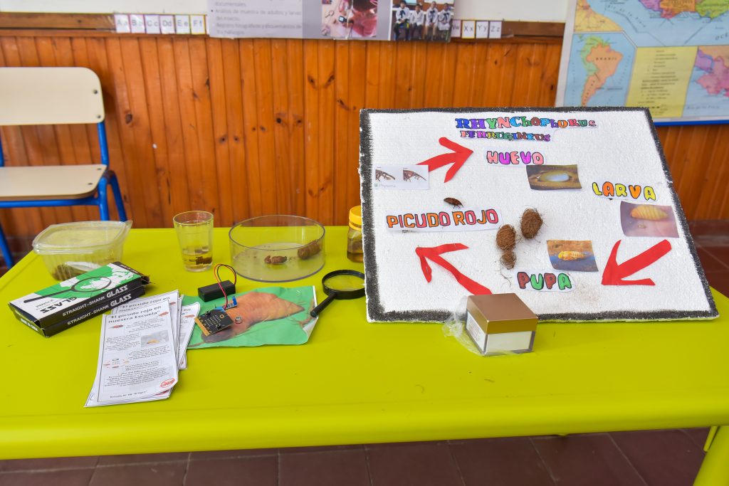 Estudiantes rurales de Tala desarrollan un dispositivo para detectar el picudo rojo en palmeras Estudiantes rurales de Tala desarrollan un dispositivo para detectar el picudo rojo en palmeras