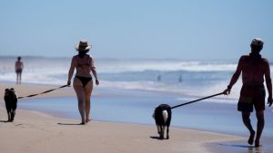 ¿Cómo reaccionan los perros ante peleas entre sus dueños? Empatía en las mascotas, con el veterinario e investigador Juan Pablo Damián