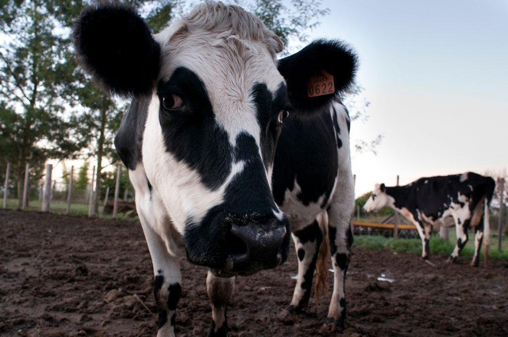 Productores lecheros se reúnen con Fratti tras 80 días de espera: Advierten riesgo de cierre de INALE y reclaman políticas claras para el sector